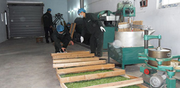 2012年新茶伊始車間生產(chǎn)一角